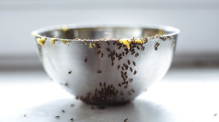 Aleja esta plaga con productos naturales. Foto: Shutterstock