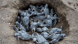 Las tortugas verdes (Chelonia mydas) apenas emergen de sus huevos tienen que emprender su desafiante viaje hacia el mar.