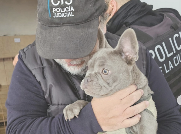 Allanaron un criadero en Villa Urquiza que tenía más de 14 animales en pésimas condiciones