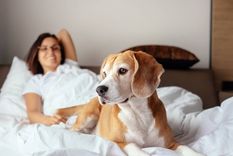 La mejor mascota para aquellos que trabajan desde casa Foto: El confidencial
