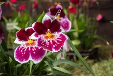Las orquídeas se caracterizan por la complejidad de sus hojas.