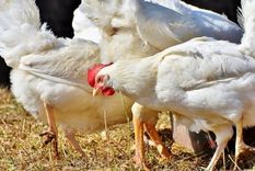 crisis sanitaria: alerta por un nuevo caso de gripe aviar de granja