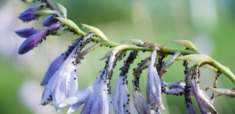 Las plagas de nuestro jardín pueden ser muy dañinas para nuestras plantas Foto: Shutterstock