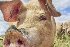 La industria de aviación parece haber encontrado en las grasas de animales una mina para producir combustibles más ecológicos. Foto: GETTY IMAGES