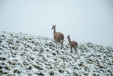 Foto: Gentileza Prensa Municipalidad de Las Heras