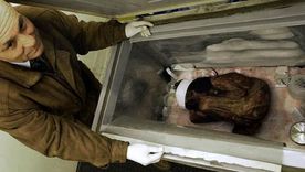 El niño del Aconcagua, la momia hallada en el Cerro Pirámide. El niño del Aconcagua, la momia hallada en el Cerro Pirámide.