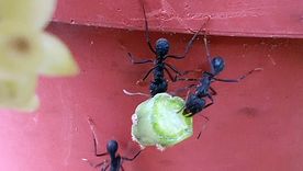 Estos dos ingredientes para alejar hormigas se encuentran en la cocina de casa. Estos dos ingredientes para alejar hormigas se encuentran en la cocina de casa.