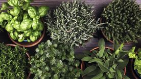 Las plantas aromáticas pueden ayudar a mantener alejadas a las cucarachas del hogar. Foto: Shutterstock Las plantas aromáticas pueden ayudar a mantener alejadas a las cucarachas del hogar. Foto: Shutterstock
