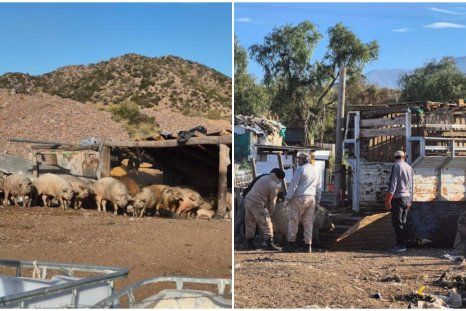 Los trabajos de los efectivos de la Policía Rural en el criadero ilegal descubierto en Luján. Los trabajos de los efectivos de la Policía Rural en el criadero ilegal descubierto en Luján.