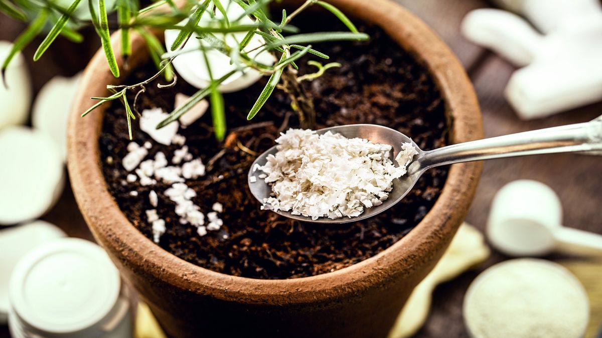 Jardín: el truco con cáscaras de huevo que hará brillar tu jardín