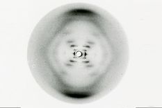 La Foto 51 permitió deducir la estructura de doble hélice del ADN. Foto: KINGS COLLEGE LONDON ARCHIVES