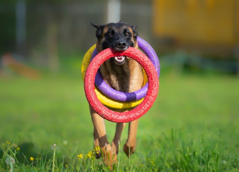 El pastor belga fue elegido como la mascota más inteligente entre 12 razas diferentes. Foto: Shutterstock El pastor belga fue elegido como la mascota más inteligente entre 12 razas diferentes. Foto: Shutterstock
