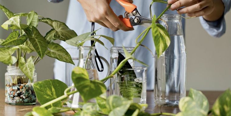 Traslada de forma exitosa tus plantas a la tierra Foto: Shutterstock