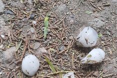 video: estrepitosa caida de granizo en san rafael