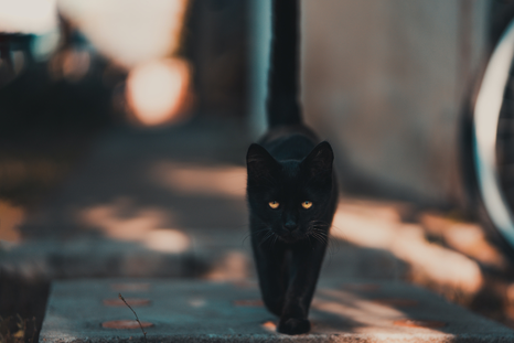 Los gatos negros tienen mala fama Foto: Pexels