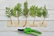 esqueje Es posible reproducir plantas con facilidad. Foto: Fuente: Shutterstock