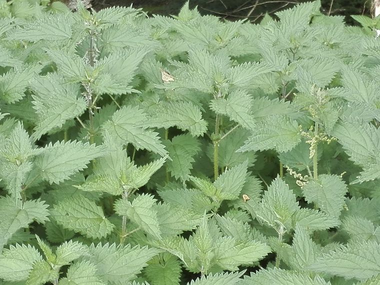 La Ortiga no es una planta ornamental pero sus beneficios te sorprenderán. Foto: Infoagro