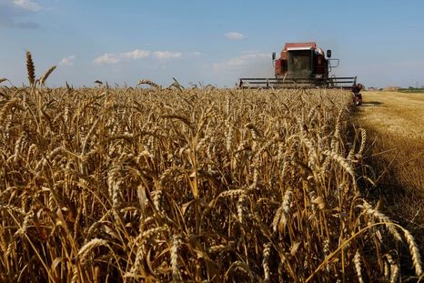 Se espera una próducción de trigo récord Se espera una próducción de trigo récord