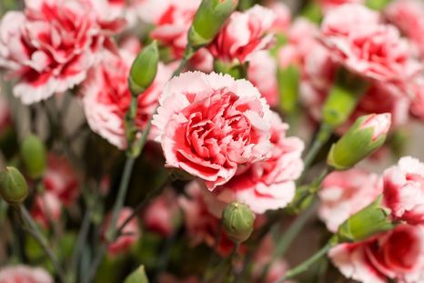 Los claveles forman parte de esta lista de cinco plantas. Los claveles forman parte de esta lista de cinco plantas.