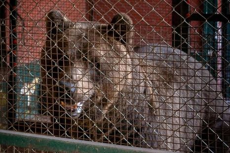Los dos ejemplares de osos pardos fueron trasladados desde Luján y ya llegaron a Bulgaria.