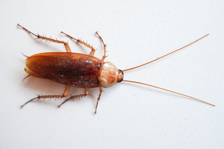 cucaracha Un sueño que genera tensión. Foto: Fuente: Shutterstock.
