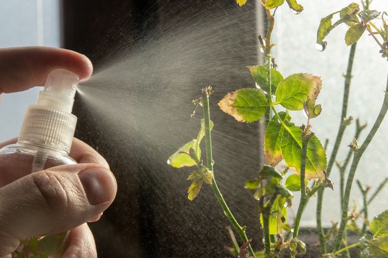 Las mejores preparaciones caseras. Foto: Shutterstock