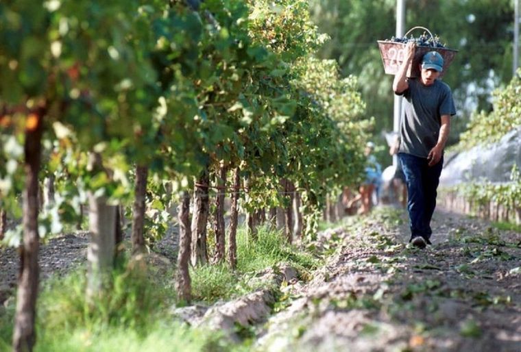 Desde la Asociación Viñateros de Mendoza piden precios de referencia y que aceleren el financiamiento Foto: X @avm_mendoza