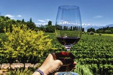 El estudio sobre el gen del Malbec abre la puerta a nuevas investigaciones que permitan mejorar la calidad del varietal insignia de la vitivinicultura argentina Foto: MDZ