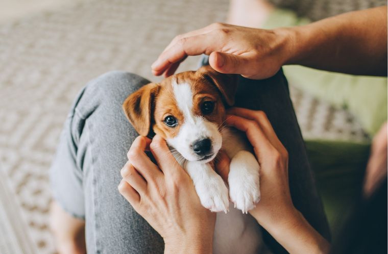 Perros Consejos para tener en cuenta antes de adoptar una mascota Foto: Shutterstock