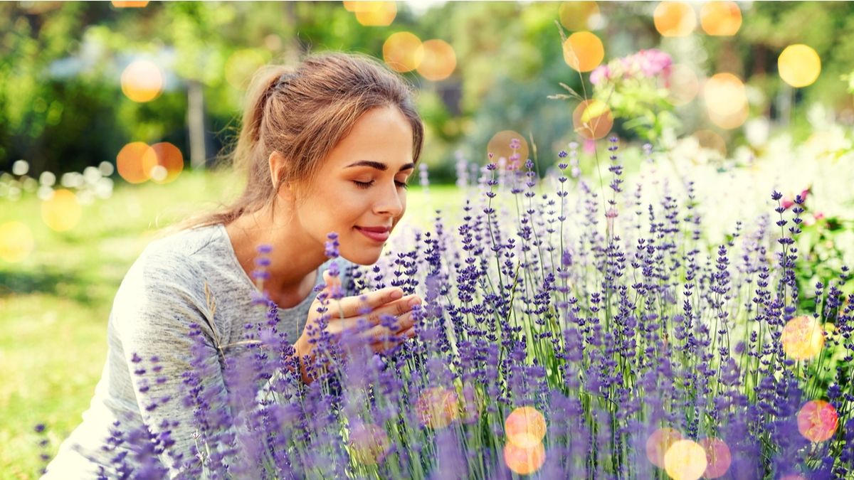 La guía definitiva para cuidar lavanda en maceta y evitar que se seque o deje de florecer