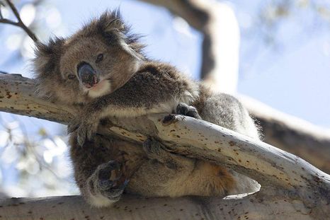 En algunas poblaciones en la Australia continental, hasta el 88% de koalas sufren de clamidia. En algunas poblaciones en la Australia continental, hasta el 88% de koalas sufren de clamidia.