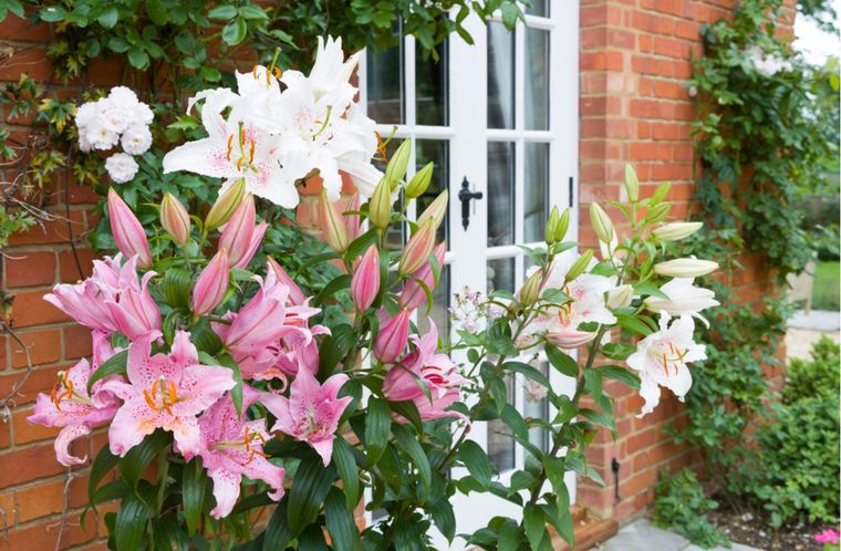 Jardín Cuidados de la azucena Foto: Shutterstock