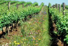 titular del inta le prometio al papa fomentar agricultura organica