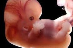 estudio sugiere que el coronavirus afecta a los embriones