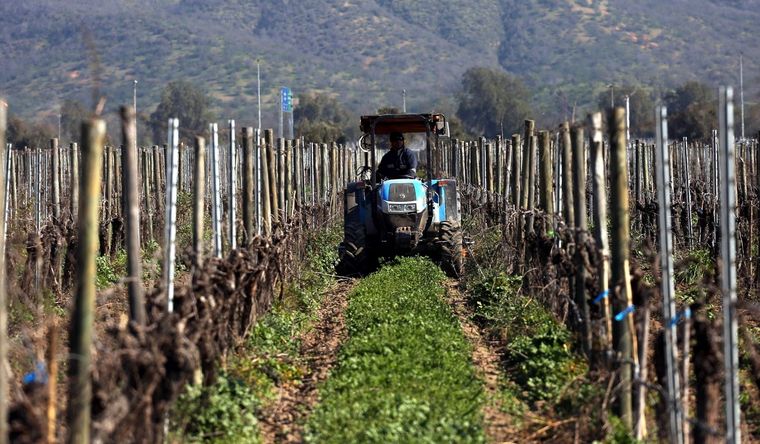 Viñas viñedos vid uvas Los viñedos europeos se están transformando, ante el calentamiento global. Foto: Efe.