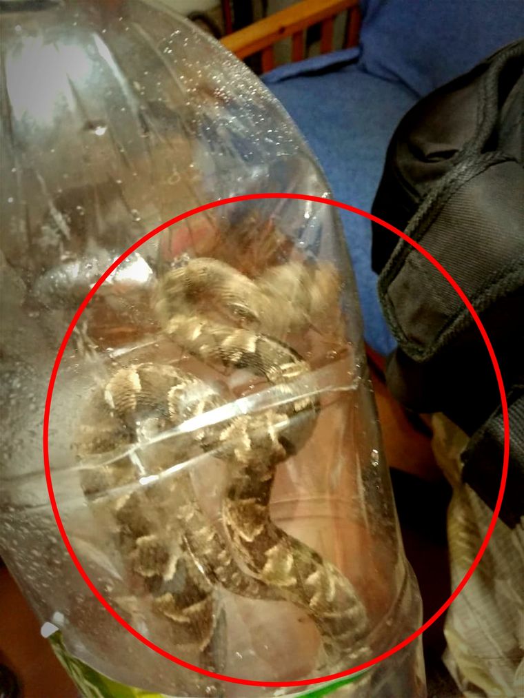 Susto La víbora encontrada.