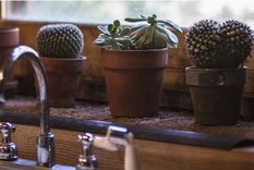 Sin duda, las plantas pueden ser grandes aliadas para mejorar el ambiente de un hogar. Foto: Pixabay - pixabay.com Sin duda, las plantas pueden ser grandes aliadas para mejorar el ambiente de un hogar. Foto: Pixabay - pixabay.com