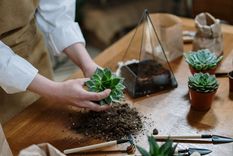 Los cactus y suculentas son tendencia en el hogar. Foto: Archivo