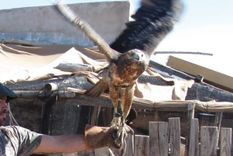 liberaron en malargüe un aguila mora rescatada del cautiverio