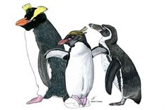 descubren fosiles de una nueva especie de pingüino crestado