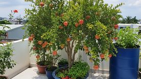 El granado enano es una planta que resiste el calor y el frío. El granado enano es una planta que resiste el calor y el frío.