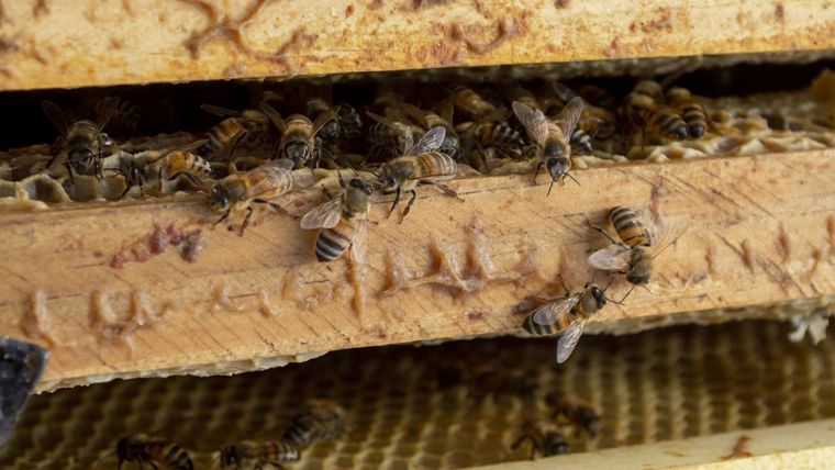 En Argentina, la principal producción de la apicultura es la miel, que se exporta en un 95%. Foto: Conicet. Fotografía/ Rayelen Baridon.