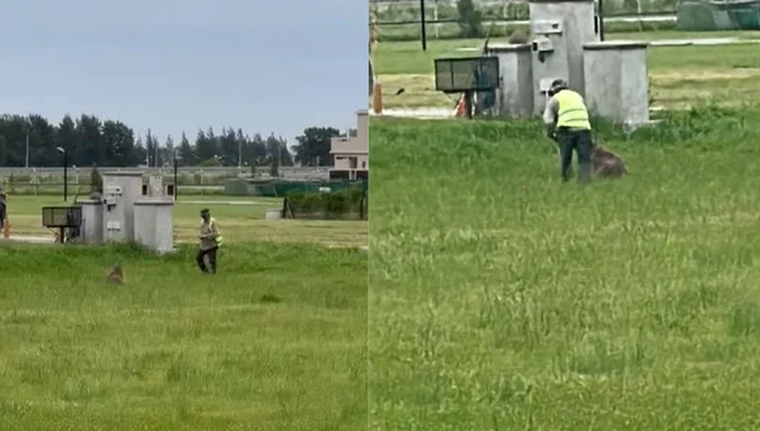 Un grupo de hombres golpeó salvajemente a un carpincho dentro del country Lares, en Canning.