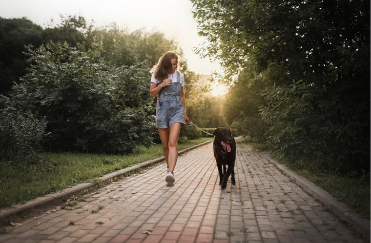 Mascotas Cuál es el mejor horario para pasear a tus perros Foto: Shutterstock