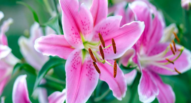 Los lirios orientales de aspecto exótico necesitan un suelo ligeramente ácido. Foto: Shutterstock/Mariia Romanyk. Los lirios orientales de aspecto exótico necesitan un suelo ligeramente ácido. Foto: Shutterstock/Mariia Romanyk.