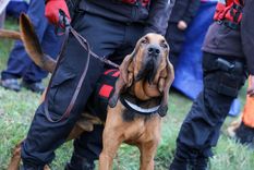 Este miércoles cinco binomios de bomberos y canes entrenados llegarán a la provincia de Corrientes para colaborar en las tareas de rastrillaje. Foto: NA