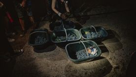 La cosecha nocturna es uno de los métodos utilizados por las bodegas para levantar la uva en plena vendimia. Foto: Bodega Dante Robino
