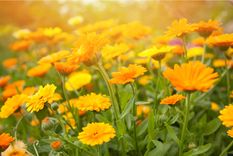 Foto: shutterstock