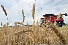 El beneficio neto de la producción de trigo experimentó una disminución del 54% debido al impacto de la guerra.