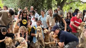 La juntada generó un boom mediático, pero desde el Golden Retriever Club Argentino piden transformar el furor en educación y tenencia responsable. La juntada generó un boom mediático, pero desde el Golden Retriever Club Argentino piden transformar el furor en educación y tenencia responsable.
